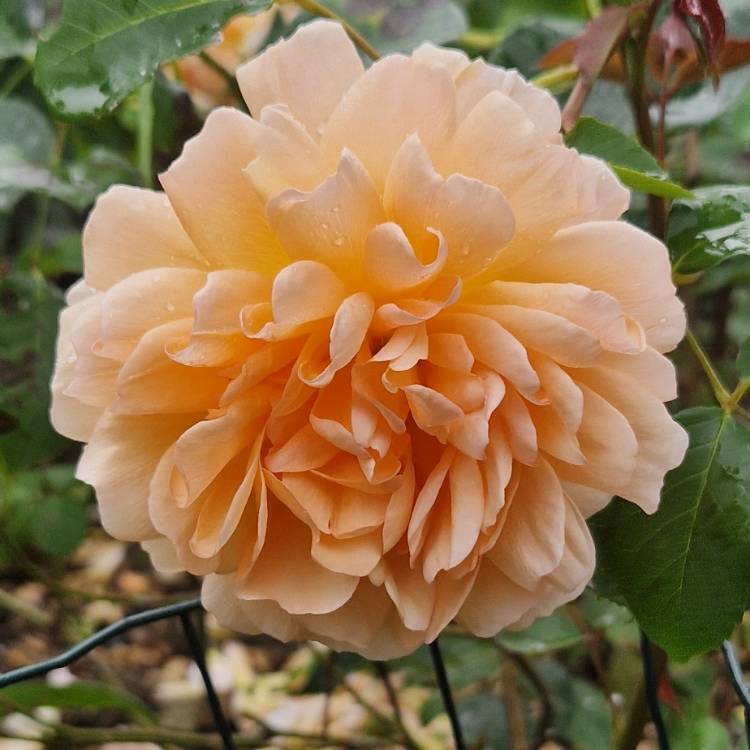 plant image 1719673