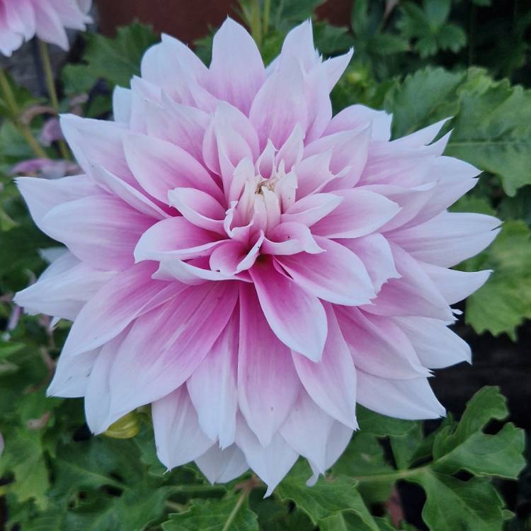 plant image 1719924