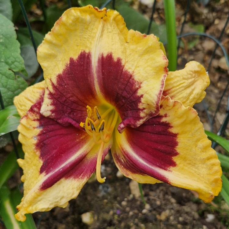 plant image 1720281