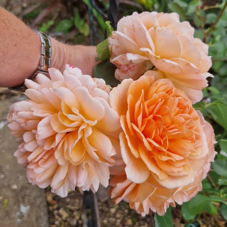 plant image 1720282