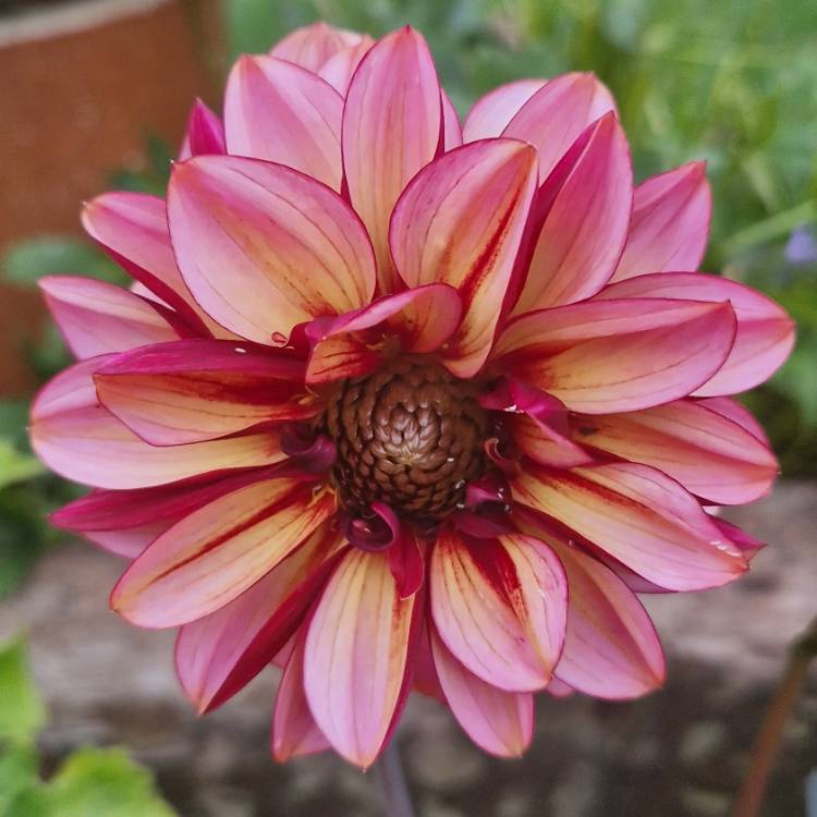 Plant image Dahlia 'Senior's Hope'