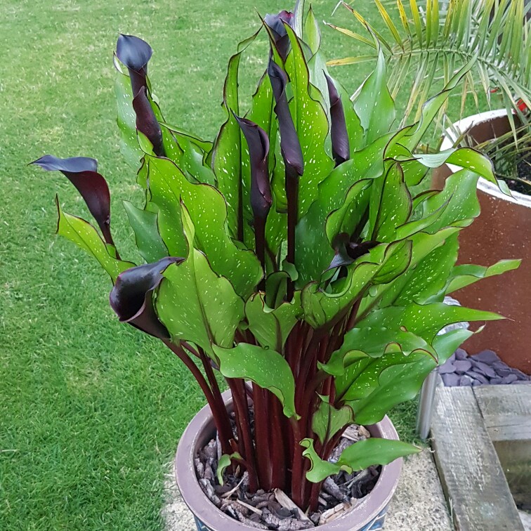 plant image 172418 plant image 172418