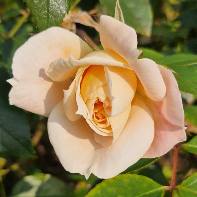 plant image 1724967 plant image 1724967