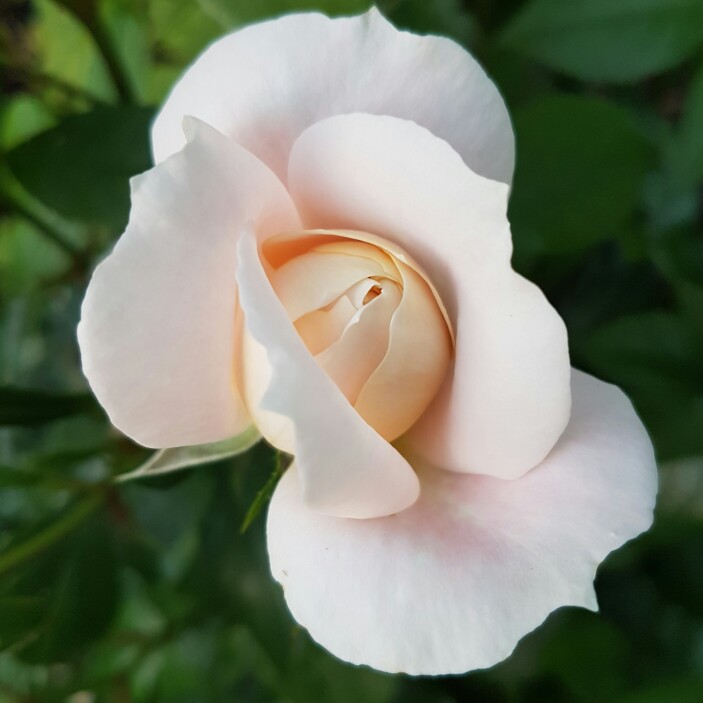 plant image 173185 plant image 173185