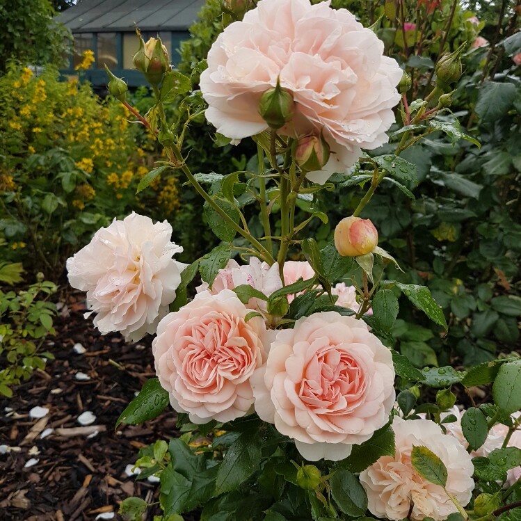 plant image 184848 plant image 184848