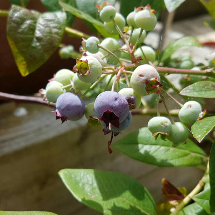 plant image 188040 plant image 188040
