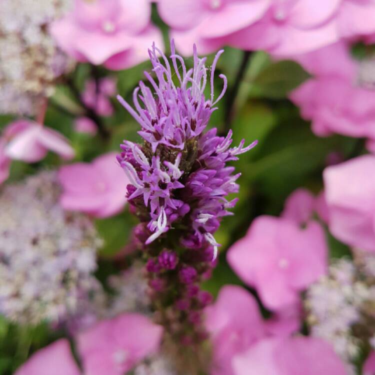 plant image 191931