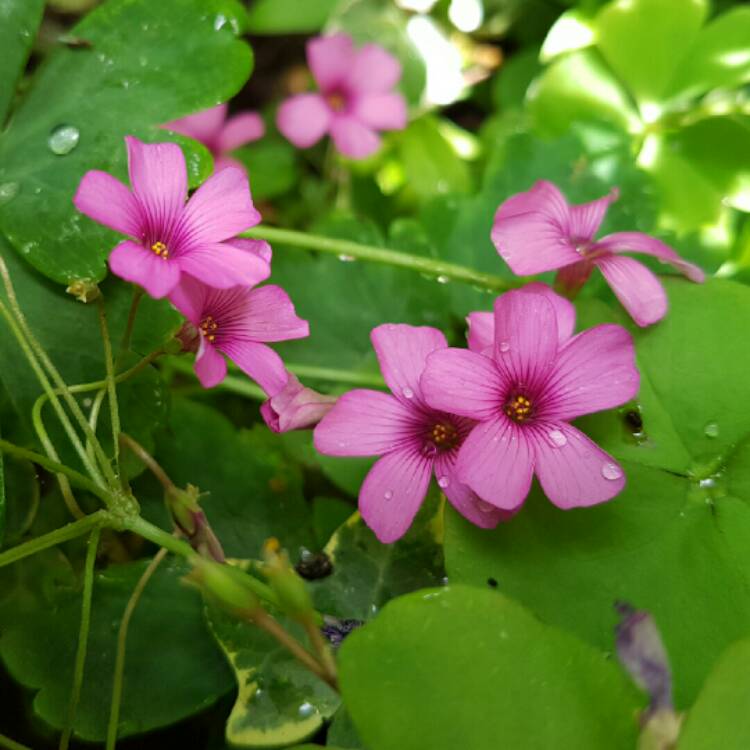 Plant image Oxalis articulata 'Liah'