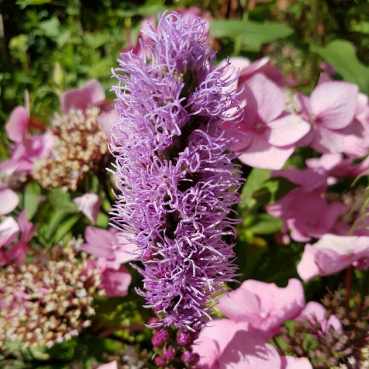 Plant image Liatris spicata 'Alba'