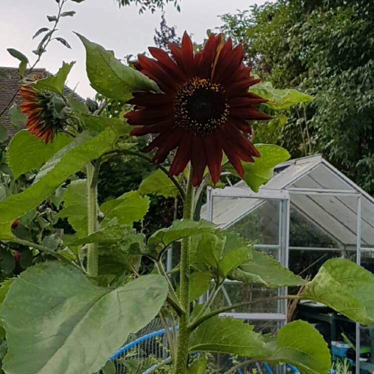 plant image 209916