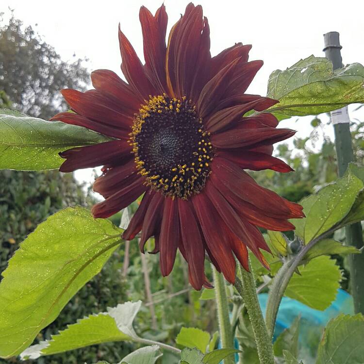 plant image 209919