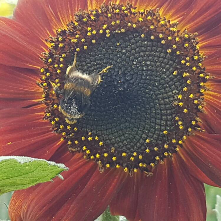 plant image 211128
