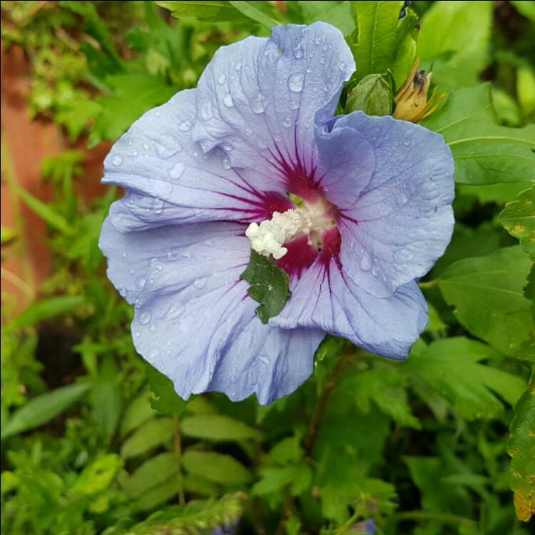 Hibiscus syriacus 'Oiseau Bleu' syn. Hibiscus syriacus 'Blue Bird ...