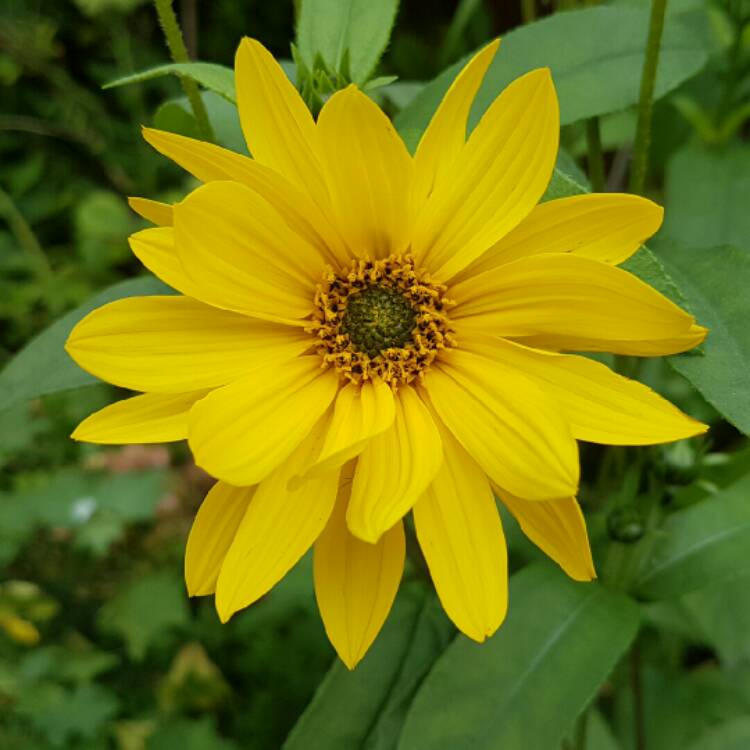 plant image 215153 plant image 215153
