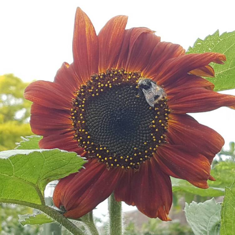 plant image 221153