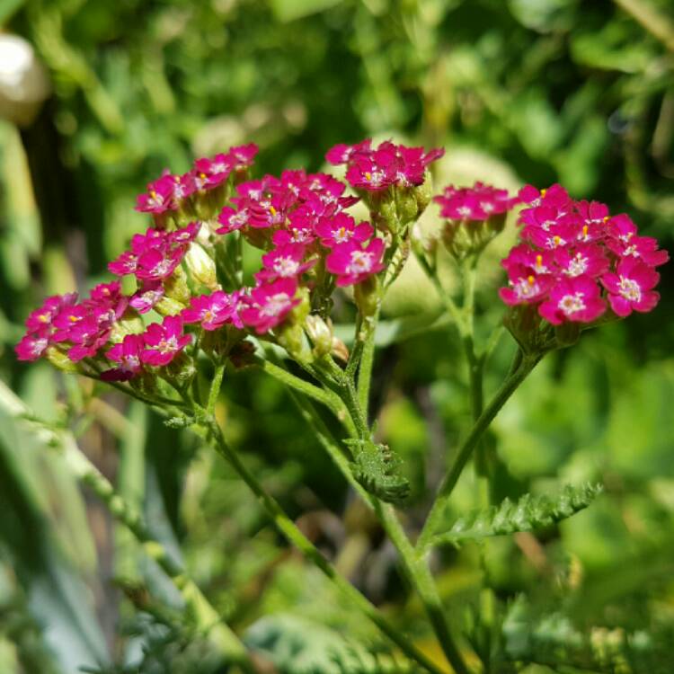 plant image 221517 plant image 221517