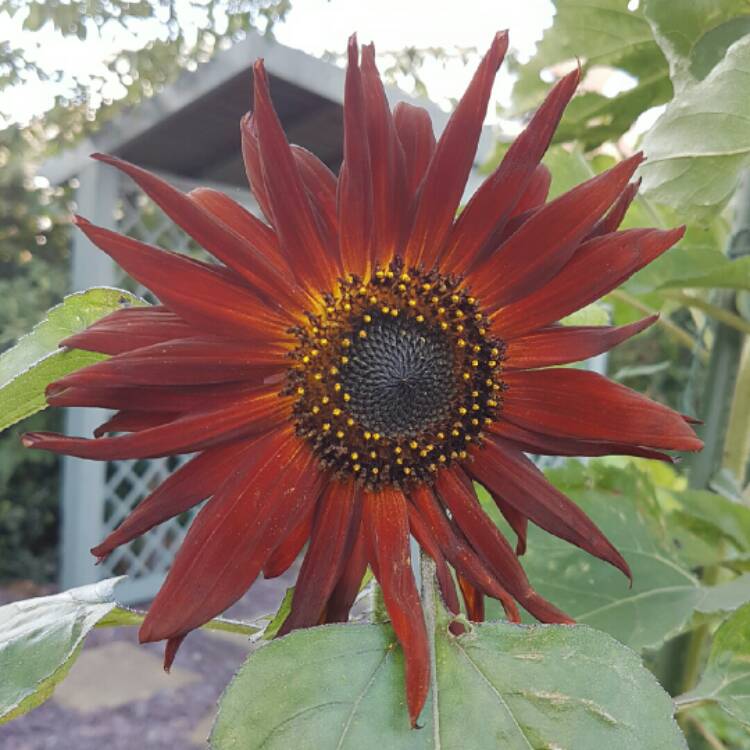 plant image 221518