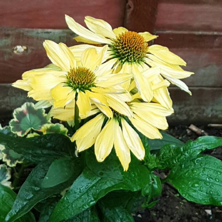 Plant image Echinacea 'Balsomselo' (Sombrero Series) syn. Echinacea 'Sombrero Sandy Yellow'
