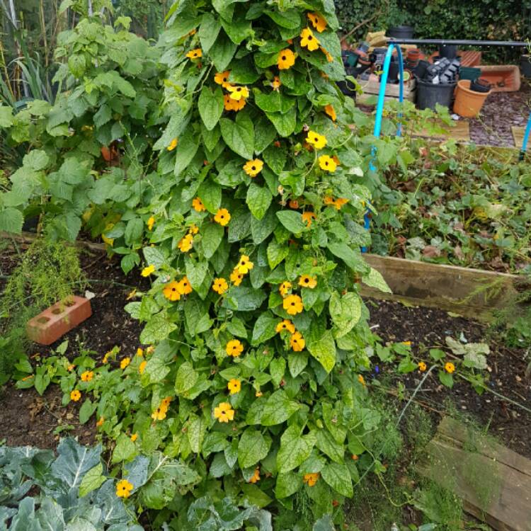 Plant image Thunbergia alata