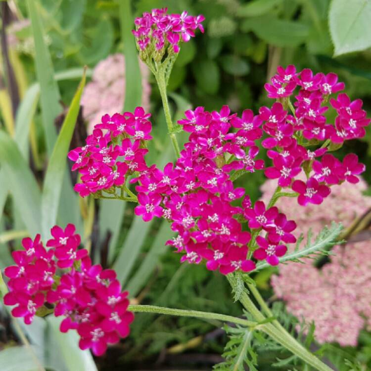 plant image 235078 plant image 235078