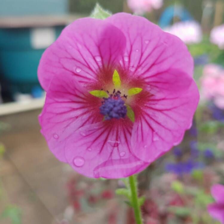 Plant image Anisodontea capensis 'Elegans Princess'