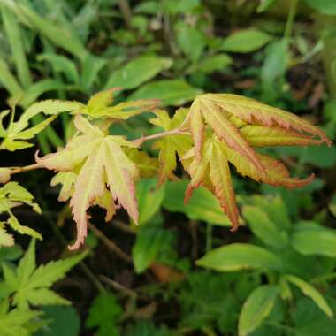 Acer palmatum