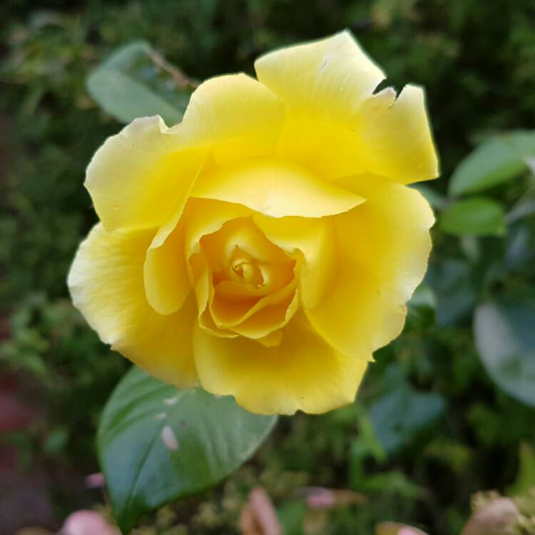 plant image 247217 plant image 247217