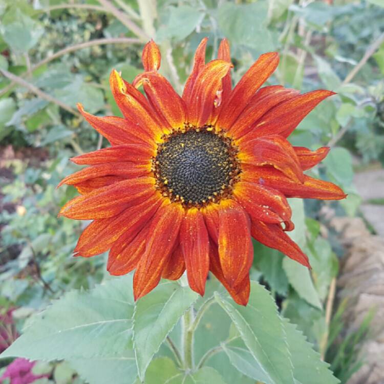 plant image 251527