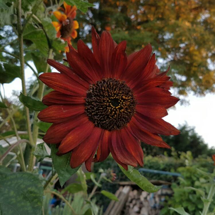 plant image 251531