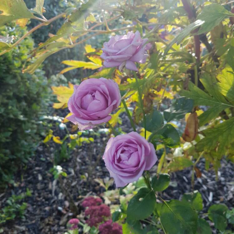 plant image 254753