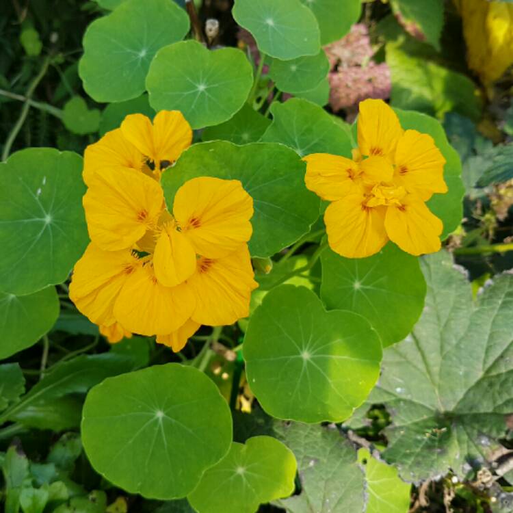 plant image 254978