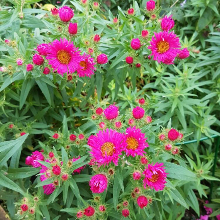 plant image 257820