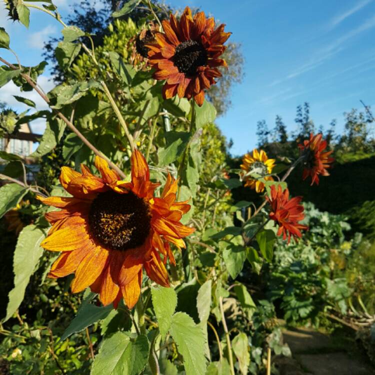 plant image 261862