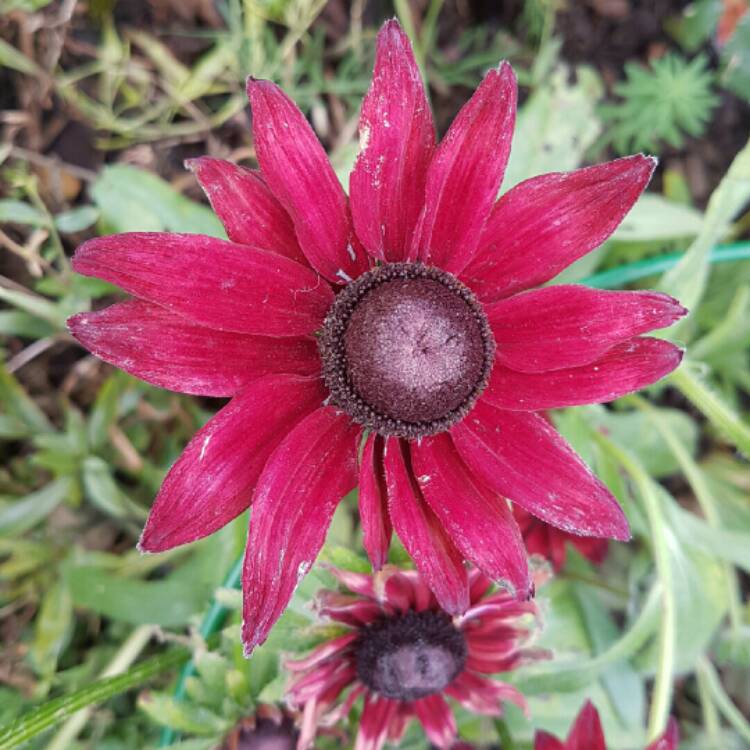 plant image 261905