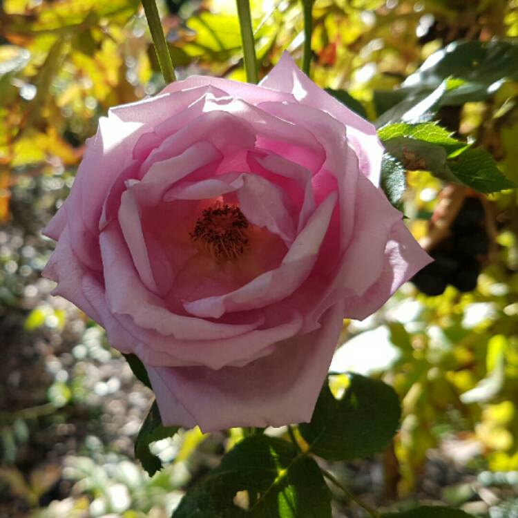 Plant image Rosa 'Tannacht' syn. Rosa 'Blue Moon', Rosa 'Blue Munday', Rosa 'Sissi', Rosa 'Navo-Rose', Rosa 'Mainzer Rad', Rosa 'Mainzer Fastnacht'