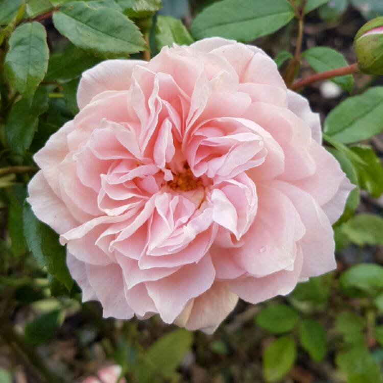 Plant image Rosa 'Korfloci01' syn. Rosa 'Joie de Vivre', Rosa 'Garden of Roses', Rosa 'Cream Veranda', Rosa 'Cream Flower Circus'