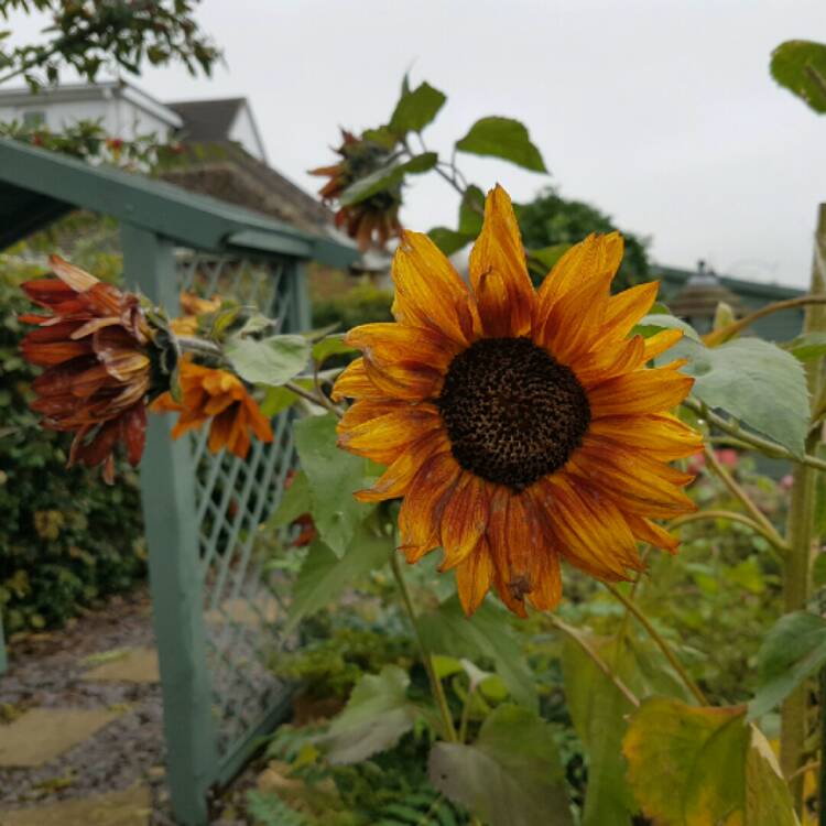 plant image 271138