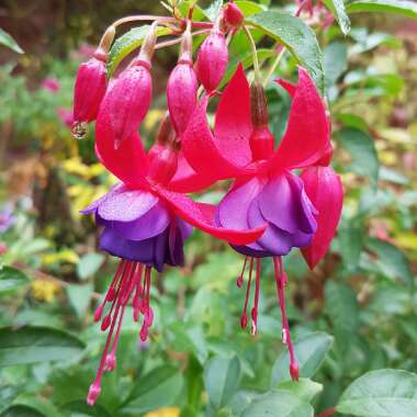 Fuchsia 'Berry'