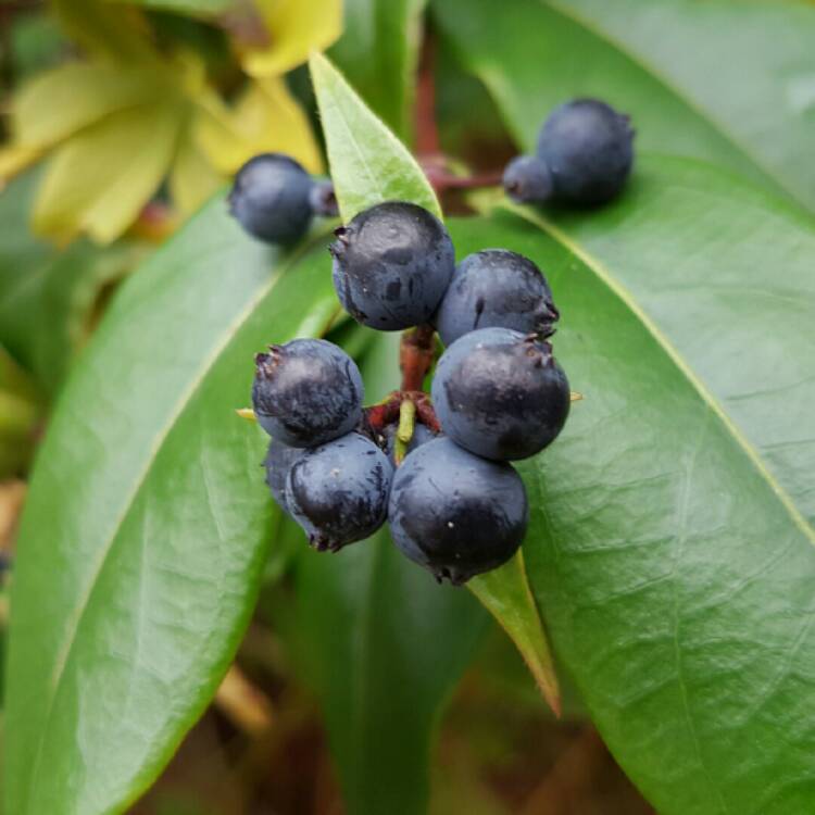 Plant image Lonicera similis var. delavayi