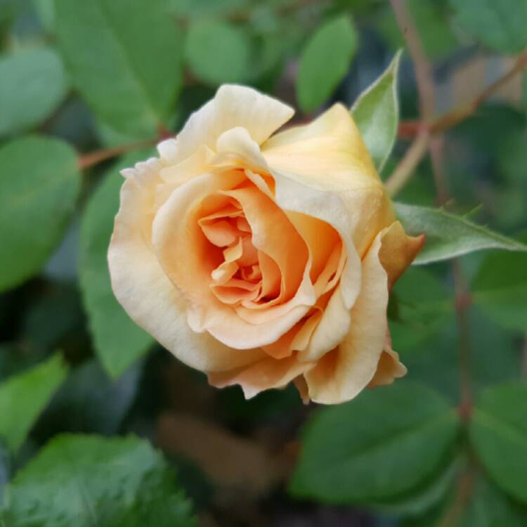 plant image 271148 plant image 271148