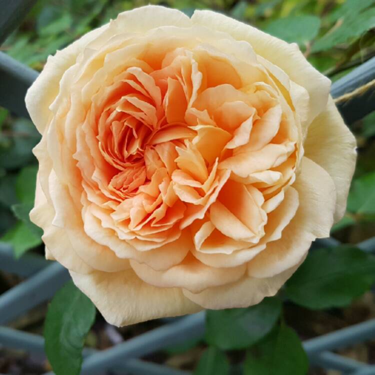 Plant image Rosa 'Bathsheba'