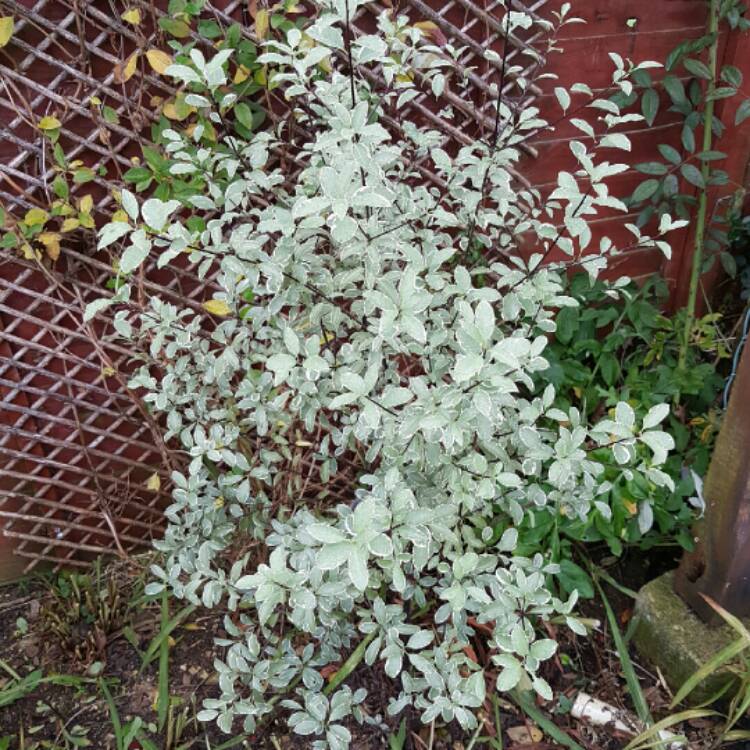 Plant image Pittosporum tenuifolium 'Variegatum'