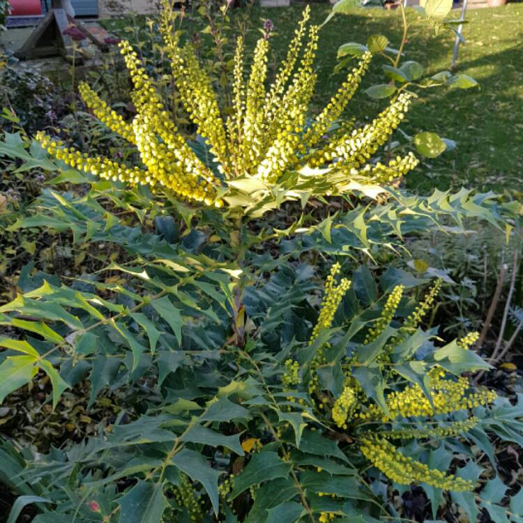 Plant image Mahonia x media 'Winter Sun' syn.Mahonia x wagneri 'Winter Sun'