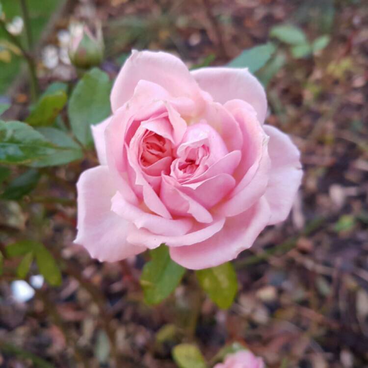 plant image 282863 plant image 282863