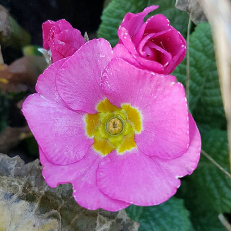 Plant image Primula Kennedy Irish series 'Glengarriff'
