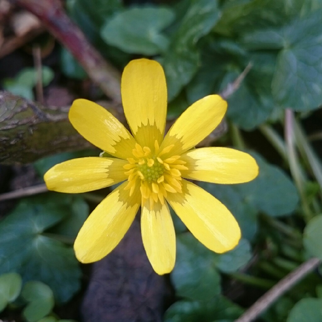 Ficaria verna