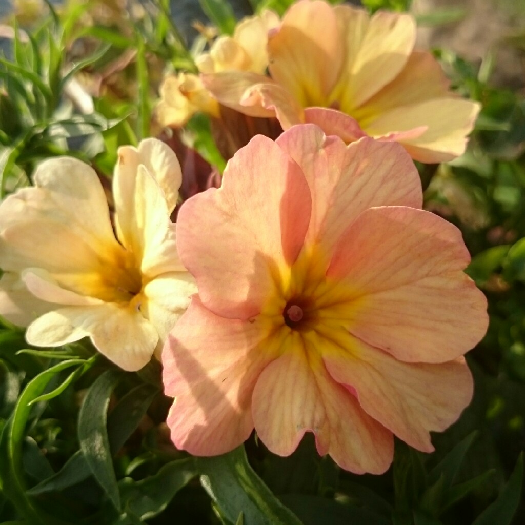 Plant image Primula polyantha 'Crescendo pink Shades'