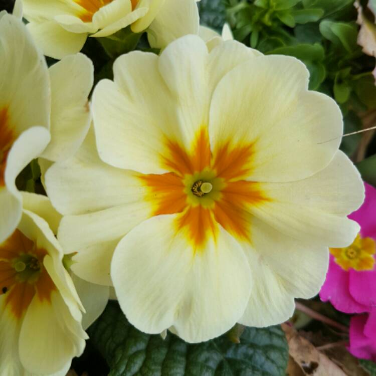 plant image 313821