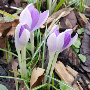 Crocus biflorus subsp. weldenii 'Fairy'