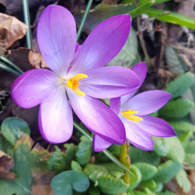 Crocus minimus 'Spring Beauty', Crocus 'Spring Beauty' - uploaded by ...